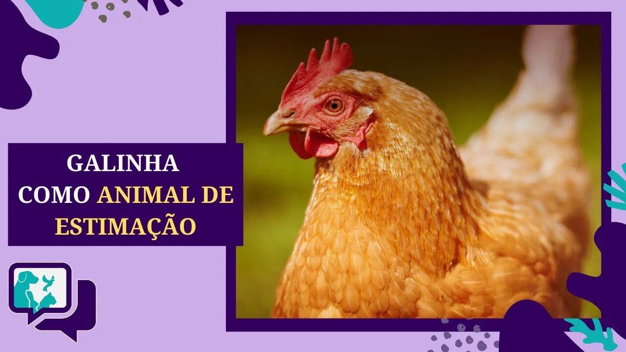 GALINHA como ANIMAL DE ESTIMAÇÃO