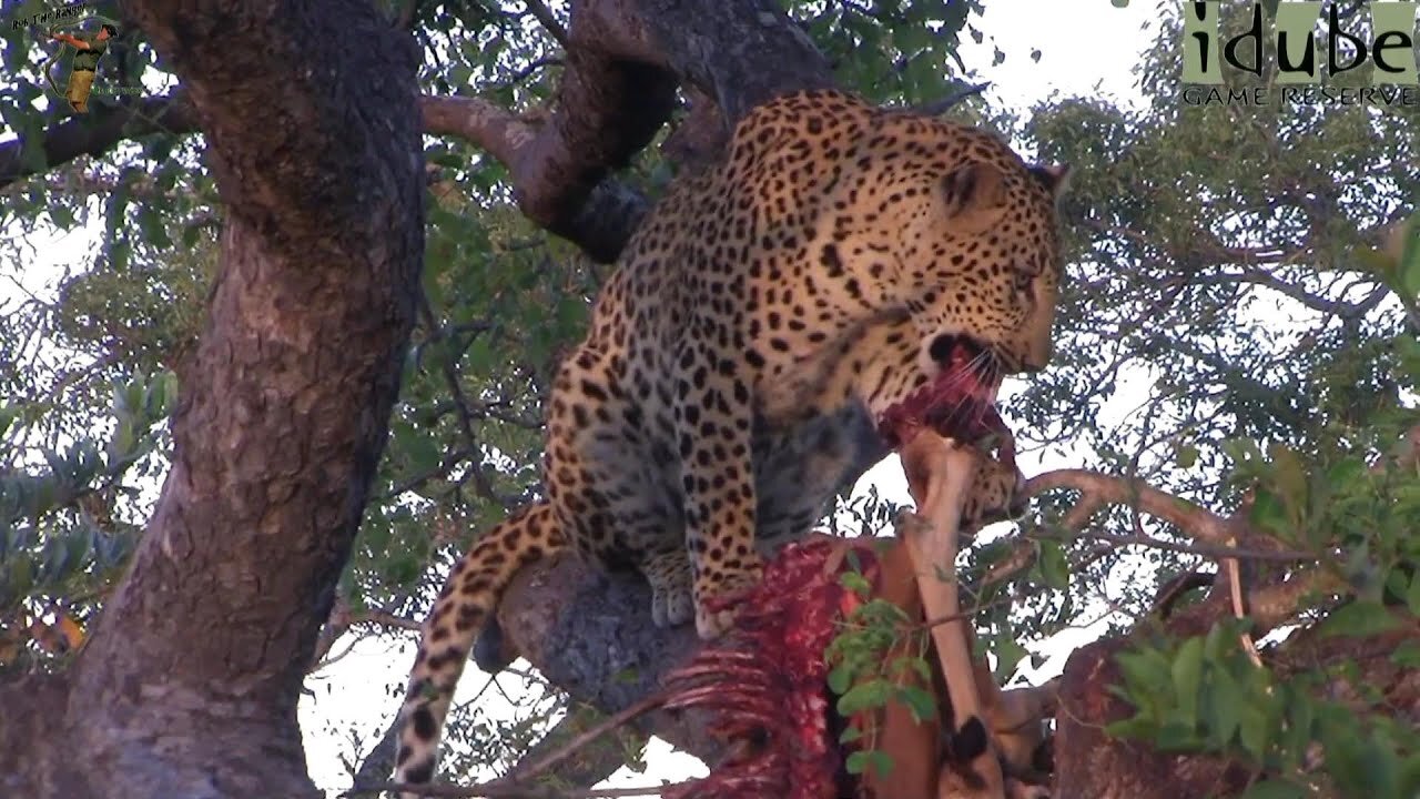 Leopard Feeding in the Afternoon Sun