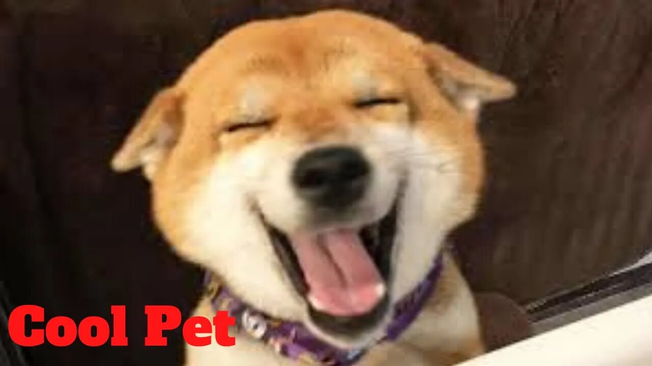 💥Cool Pets Viral Weekly😂🙃💥of 2020 | Funny Animal Videos💥👌