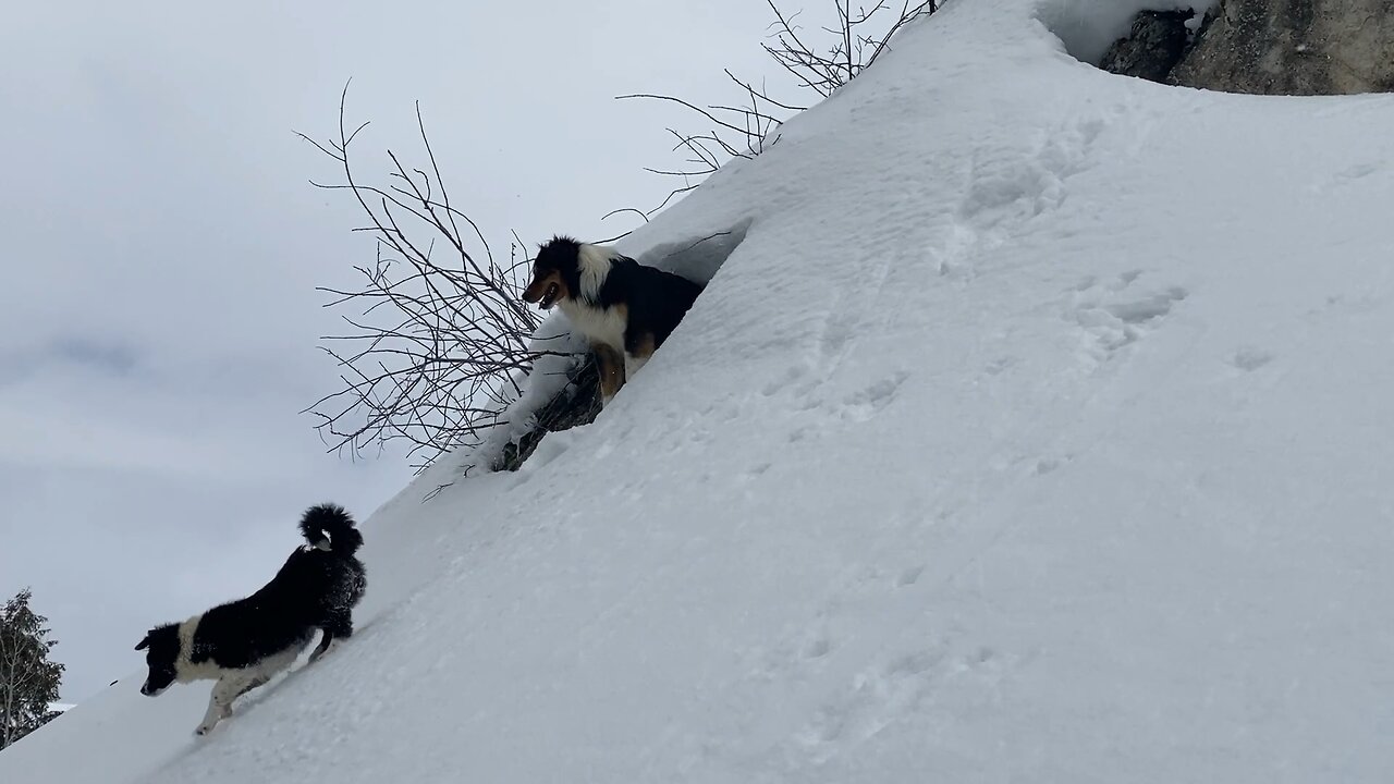 English Shepherds on the mountain