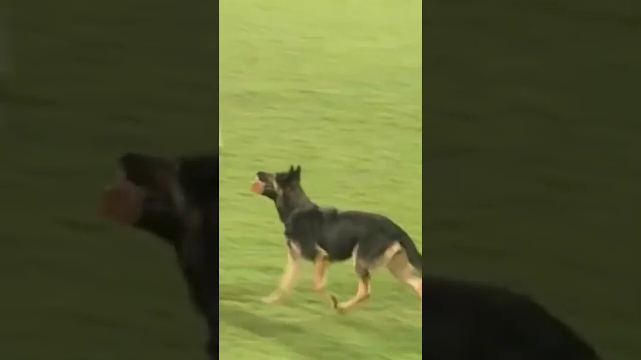 🐕 German Sheperd at the World Championship - WUSV #shorts