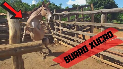 OLHA A REAÇÃO DO BURRO😱 AO CAIR NO LAÇO!