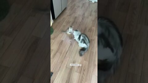 funny cat videos | cute cat videos| cute animals funny cats #shorts #shortsfunny #cutecat #funnycat