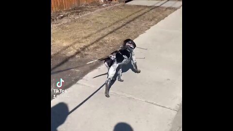Happy Dog