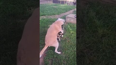 Who Gave The Dogs Margaritas #trending #viral #funny #weird #shorts