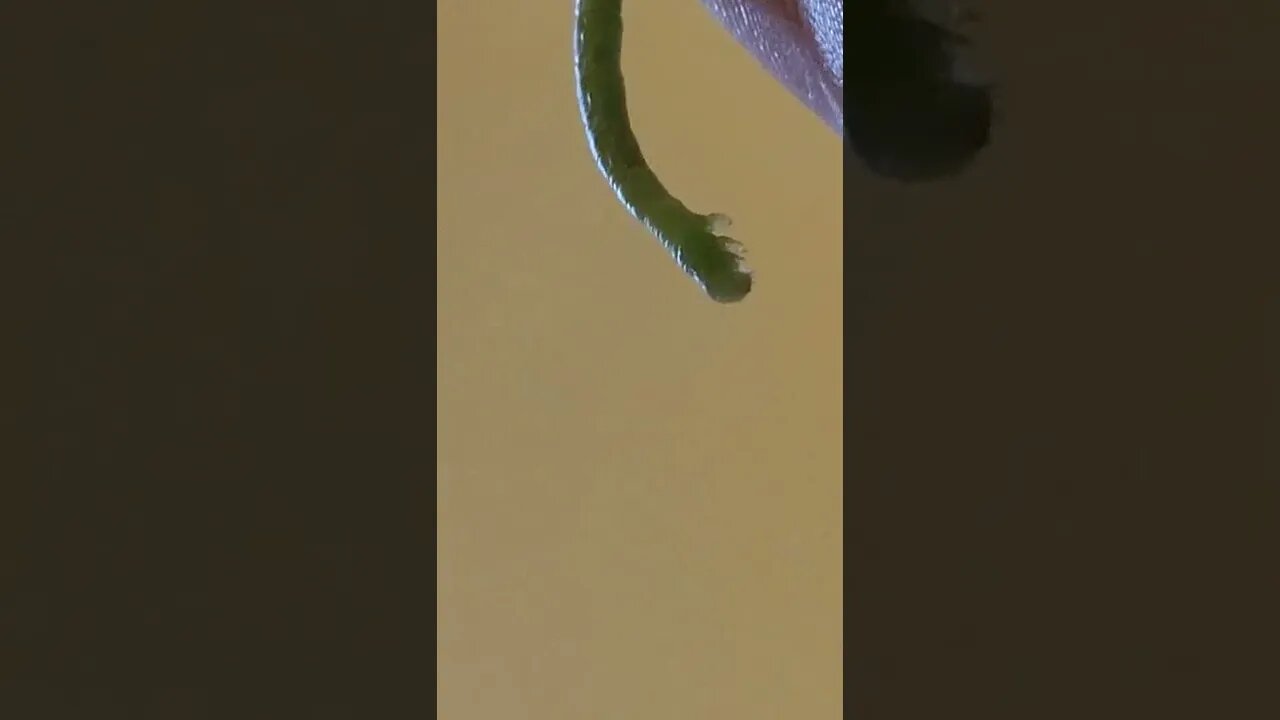 Inch Worm