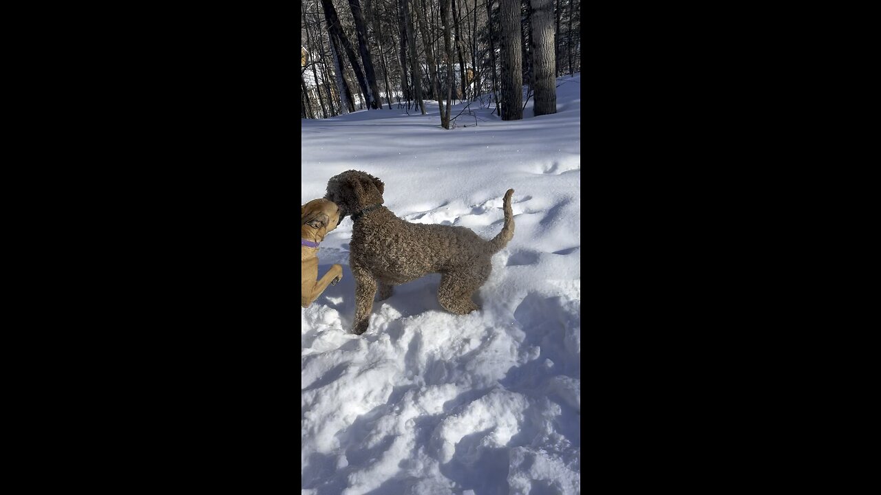 Labradoodle playing in snow