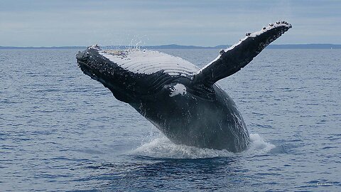 Humpback Whale Watching Action