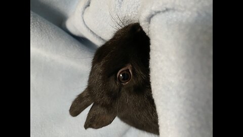 Bunny enjoying his new bed ❤️