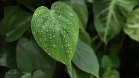 Rain for Sleeping, Forest Rain, Relaxing Rain, Beat Insomnia, Stress Relief