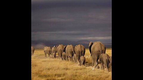 Life of Elephants [National Geographic Documentary HD 2017]