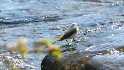 A Dipper in the river