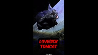 A lovesick lonely #tomcat gets confused by my mother cat call while I'm searching for kittens!