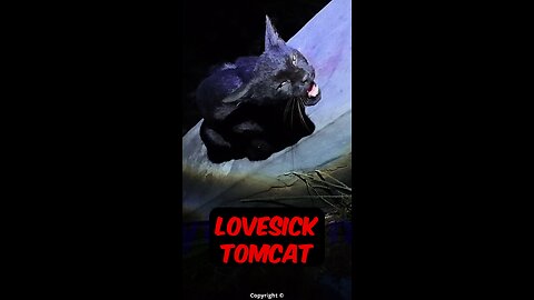 A lovesick lonely #tomcat gets confused by my mother cat call while I'm searching for kittens!