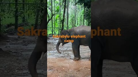 Elephant dancing