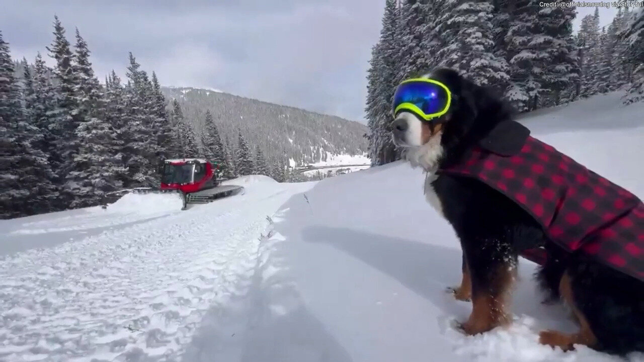 Dog 'Mayor' In Colorado Gives 'Paw Of Approval' Before Ski Resort's Opening Day