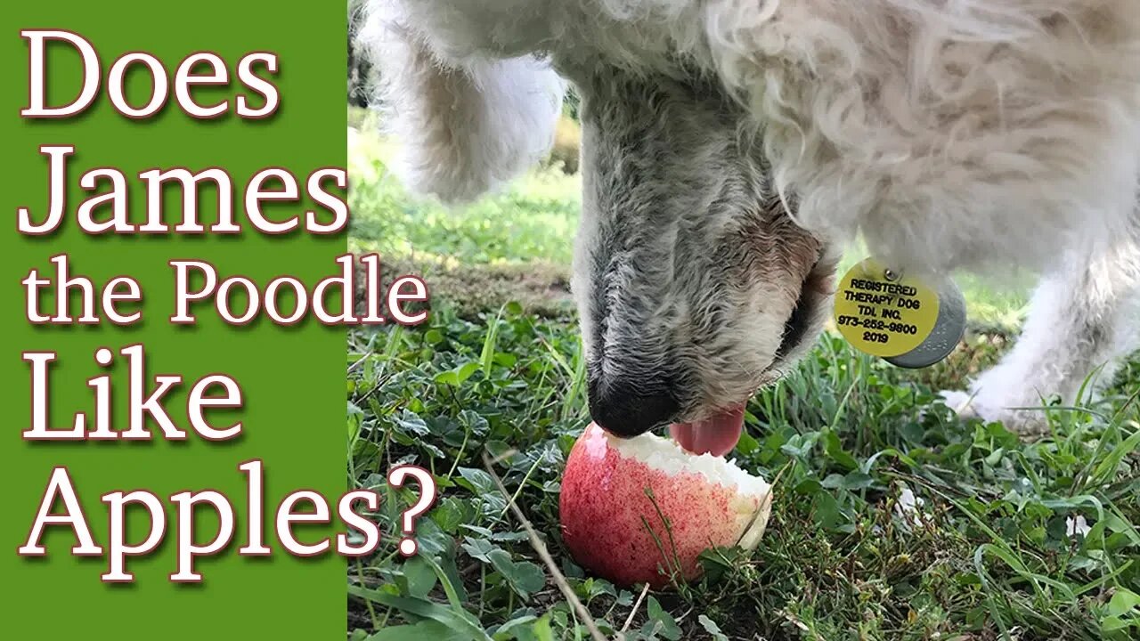 Does James the Poodle like Apples?