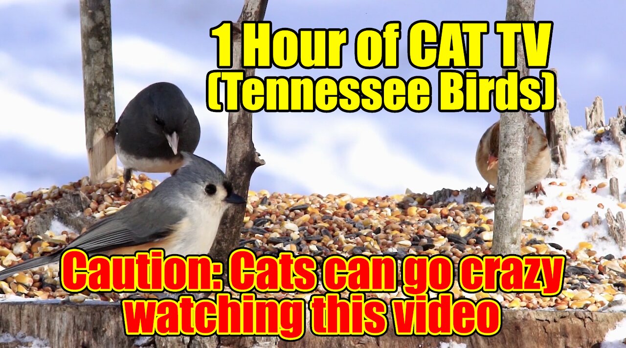 1 Hour of CAT TV (Tennessee Birds)