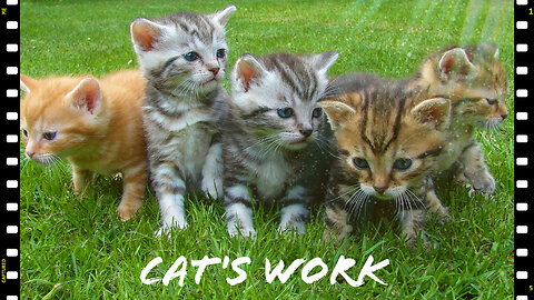 Funny cat work's,😅😅😅