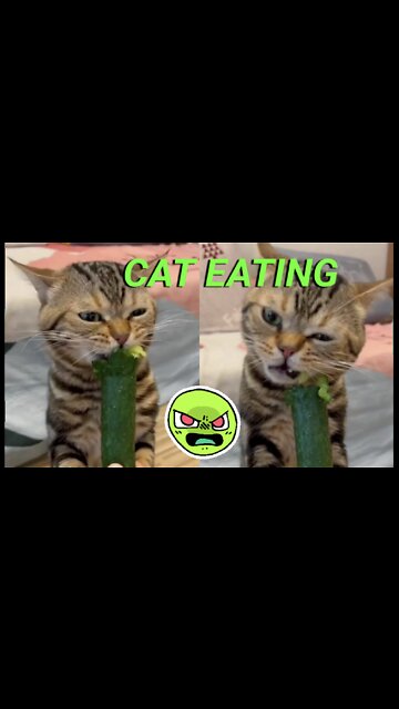 Awesome cat video - cute cat video - cat eating video