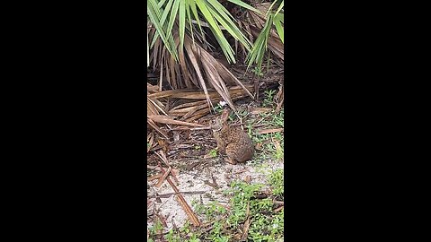 Florida Bunny #Bunny #Florida #Naples #FreedomPark #mywalksinparadise #LiveStream #tiktoklive