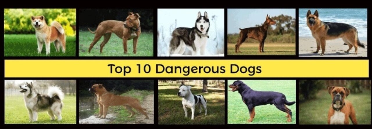 Top 10 most dangerous dog's breeds in world over 2022