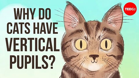 Why do cats have vertical pupils ?