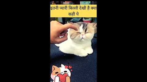 इतनी प्यारी बिल्ली देखी है क्या कही पे😍Where have you seen such a cute cat?👈