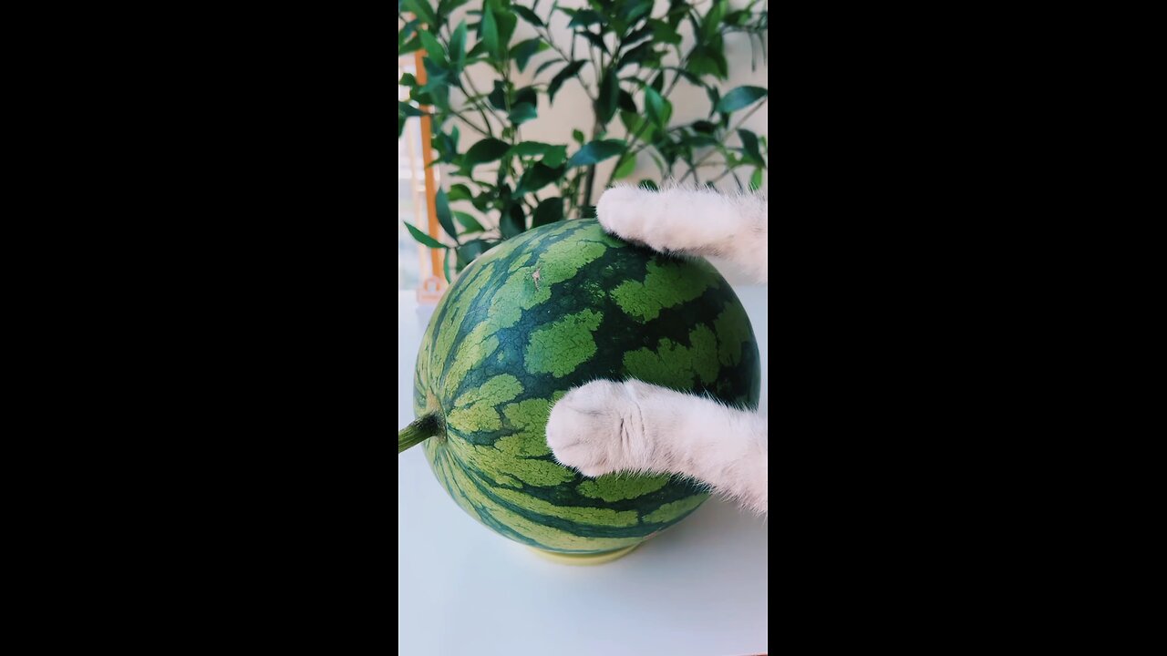 "Cat Perfectly Slicing Watermelon 🍉 | Funny & Satisfying Moment!"