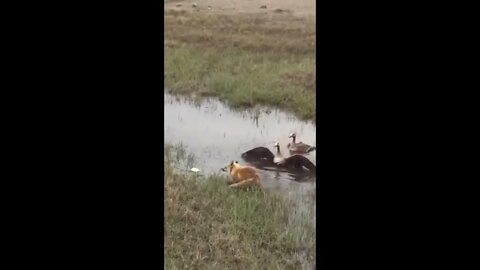 Geese Protect Their Flock From fox