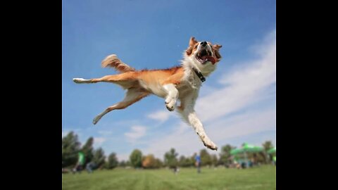 Amazing Dog will make you in shock.