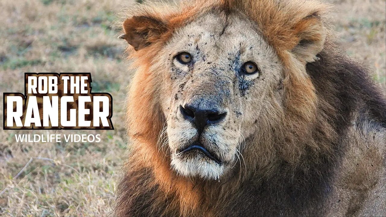 Big Lion "Olbarnoti" On Patrol | Maasai Mara Safari | Zebra Plains