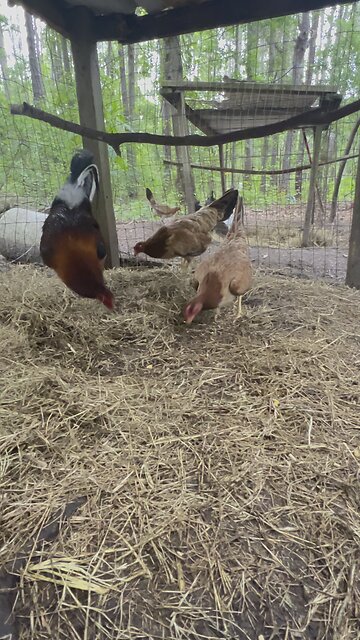 Yellow leg hatch trio