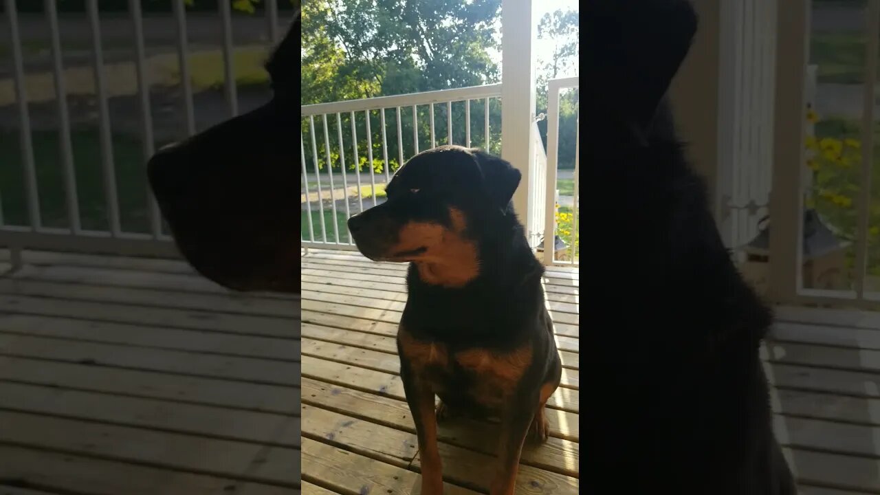 Rottweiler Have You Ever Seen The Rain? 😄 #rottweiler #shorts