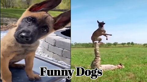Funny Amazing Dogs