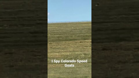 I Spy Colorado Speed Goats #Shorts