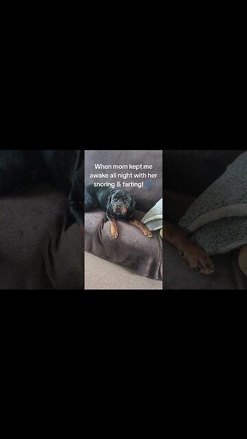 He Swapped The Bed 🛏️ For The Sofa 😂 Rottweiler Dog