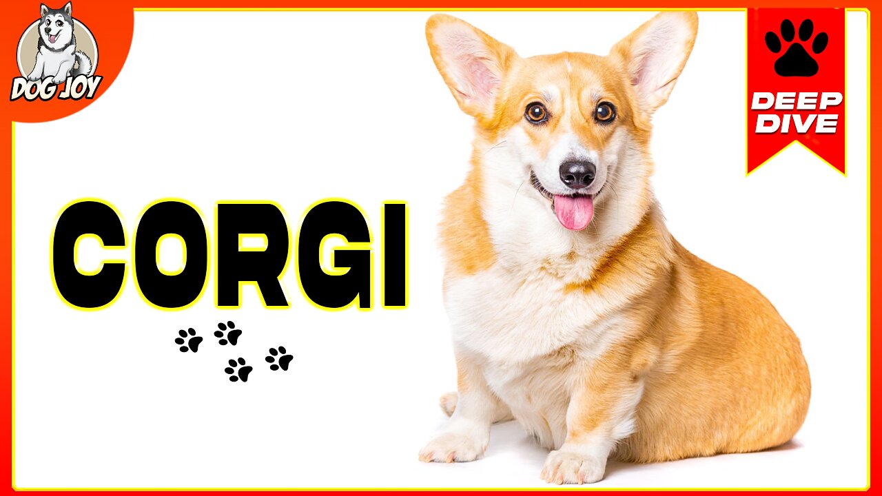 EVERYTHING You NEED To KNOW About The CORGI