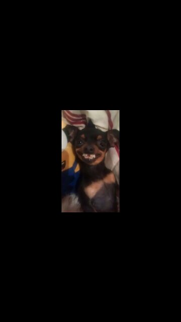 Tomando uma Geral do Cão #shorts