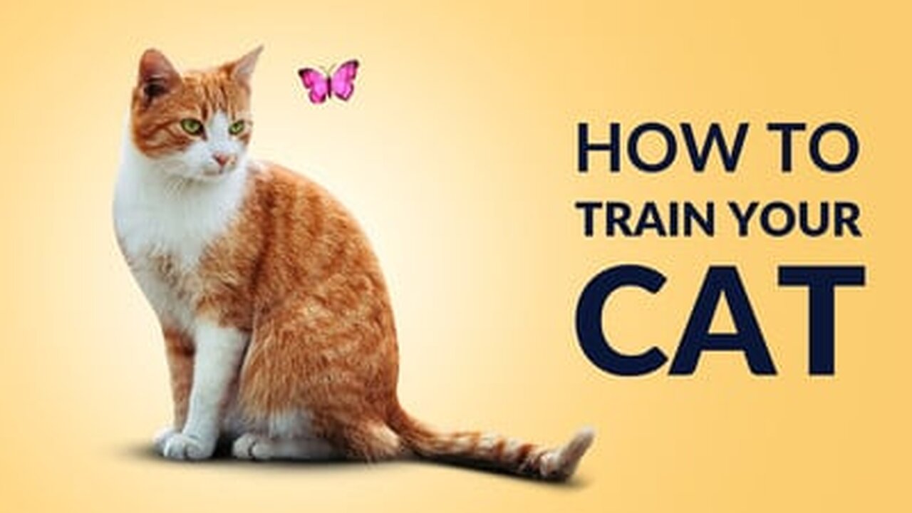 💁HOW TO TRAIN 🤷YOUR CAT🐈🐱 #2023 #viral