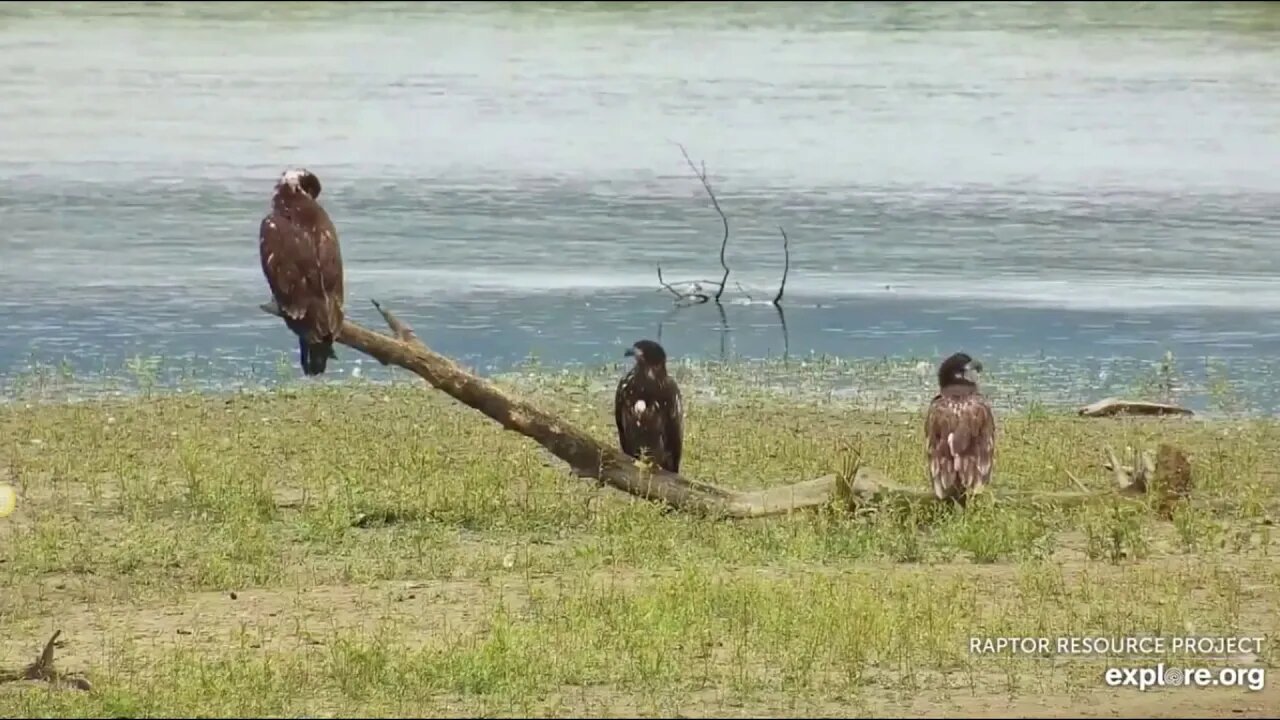 Mississippi flyway cam 9-16-19