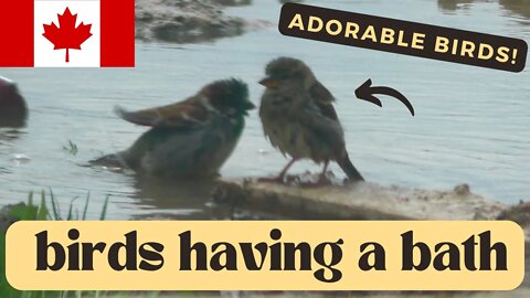 Birds Cooling Off in Niagara Region