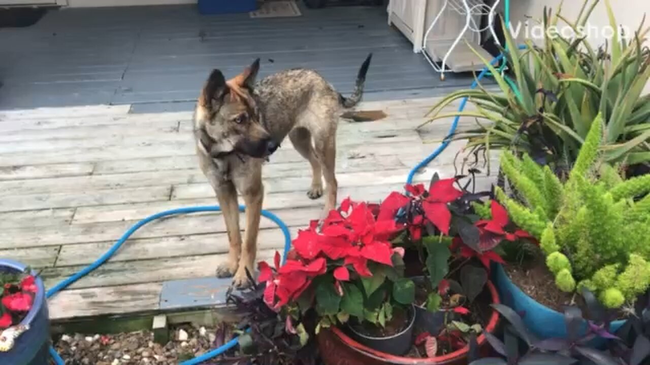 Ellie 01/2020