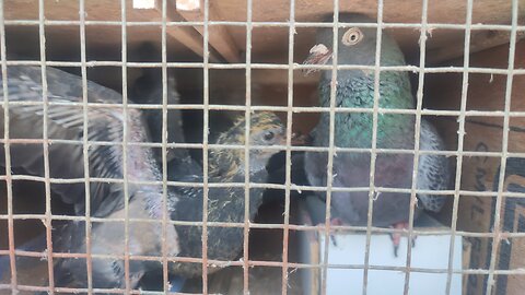 Our pigeons collection #pigeons