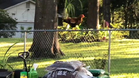 Chicken, dogs, hummingbirds,ducks, sunshine, life is good.