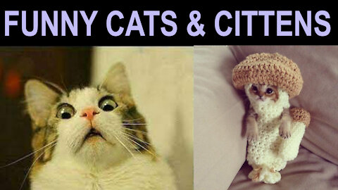 Funny cats & cittens