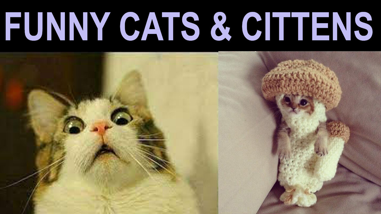 Funny cats & cittens