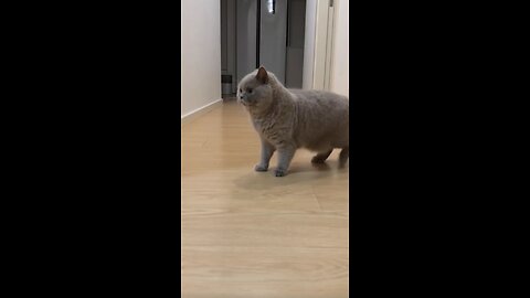 Cat fun