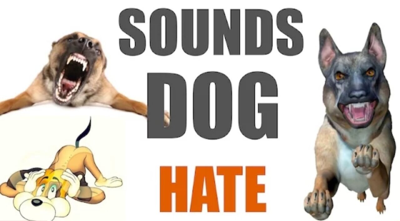 5 Sounds Dog Hate All Time|