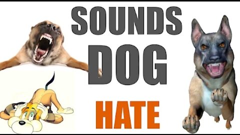 5 Sounds Dog Hate All Time|